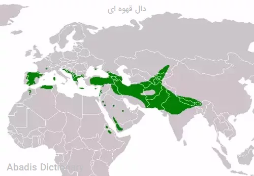 دال قهوه ای